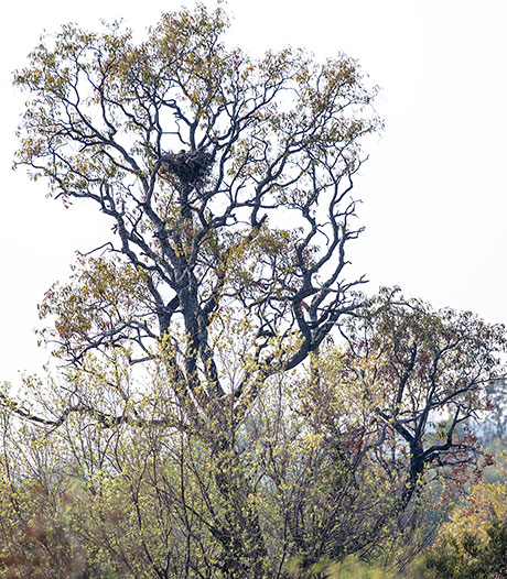 Wahlberg's Eagle nest site